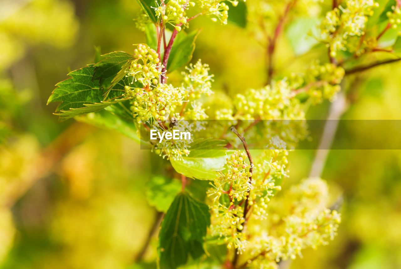 Close-up of yellow flowering plant