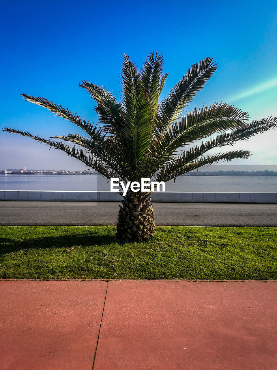 PALM TREES BY SEA AGAINST BLUE SKY