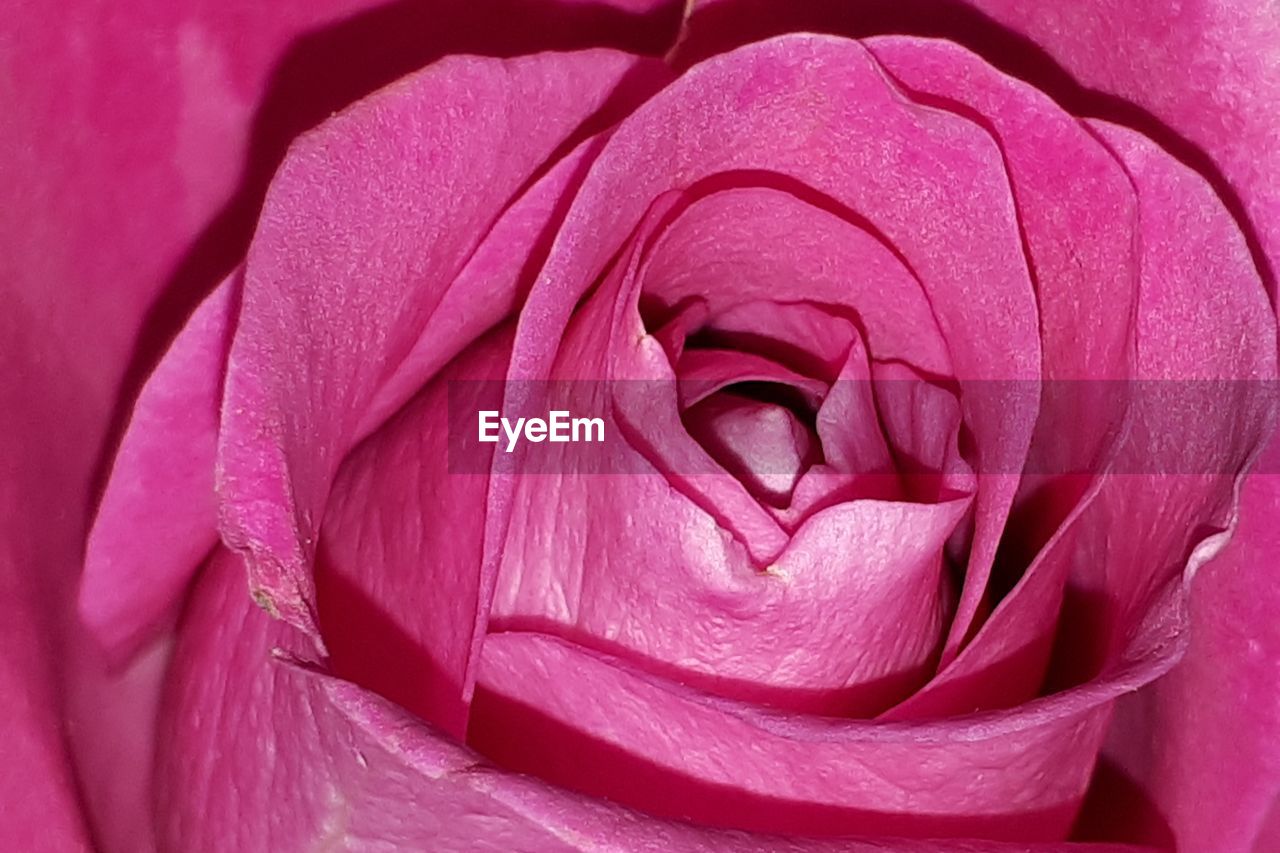 CLOSE UP OF PINK ROSE