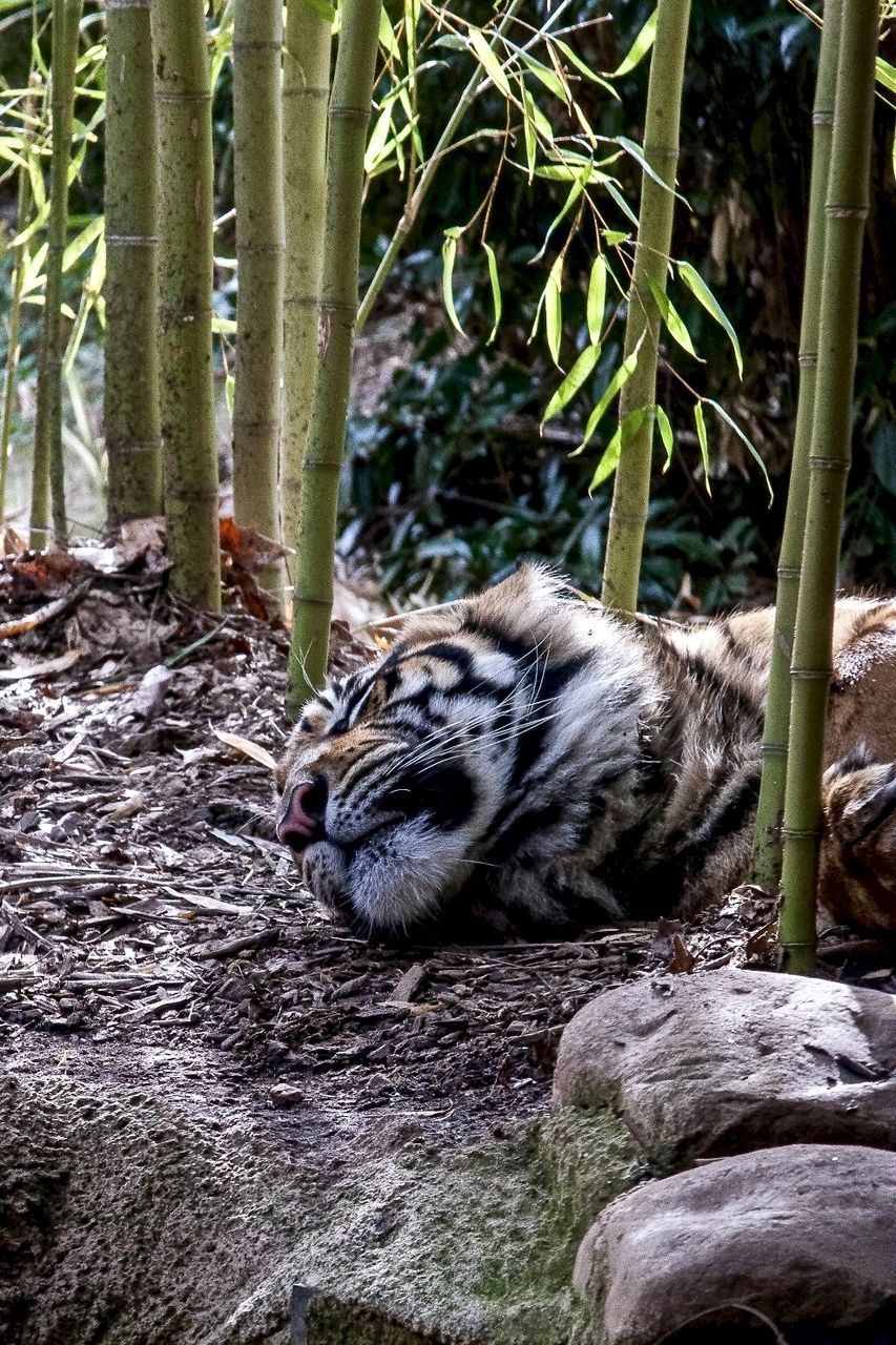 Tiger sleeping on field amidst plants in forest