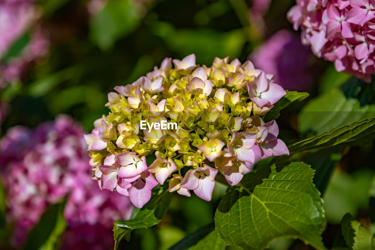 Close-up of pink flowering plant