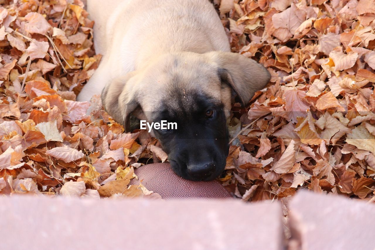 CLOSE-UP OF PUPPY ON AUTUMN LEAF