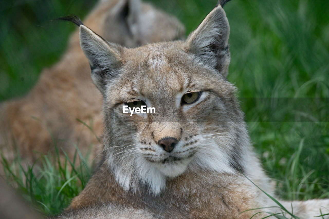 close-up of a cat