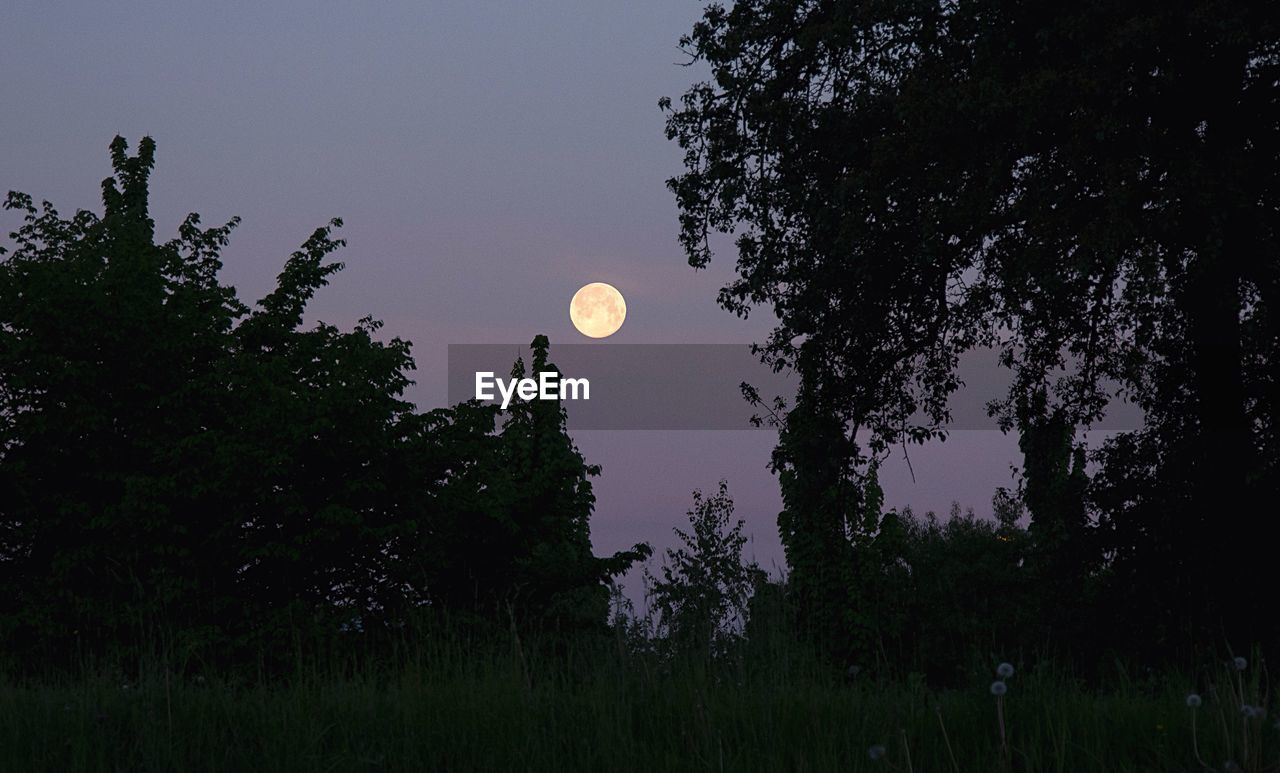 LOW ANGLE VIEW OF TREES AGAINST MOON AT NIGHT