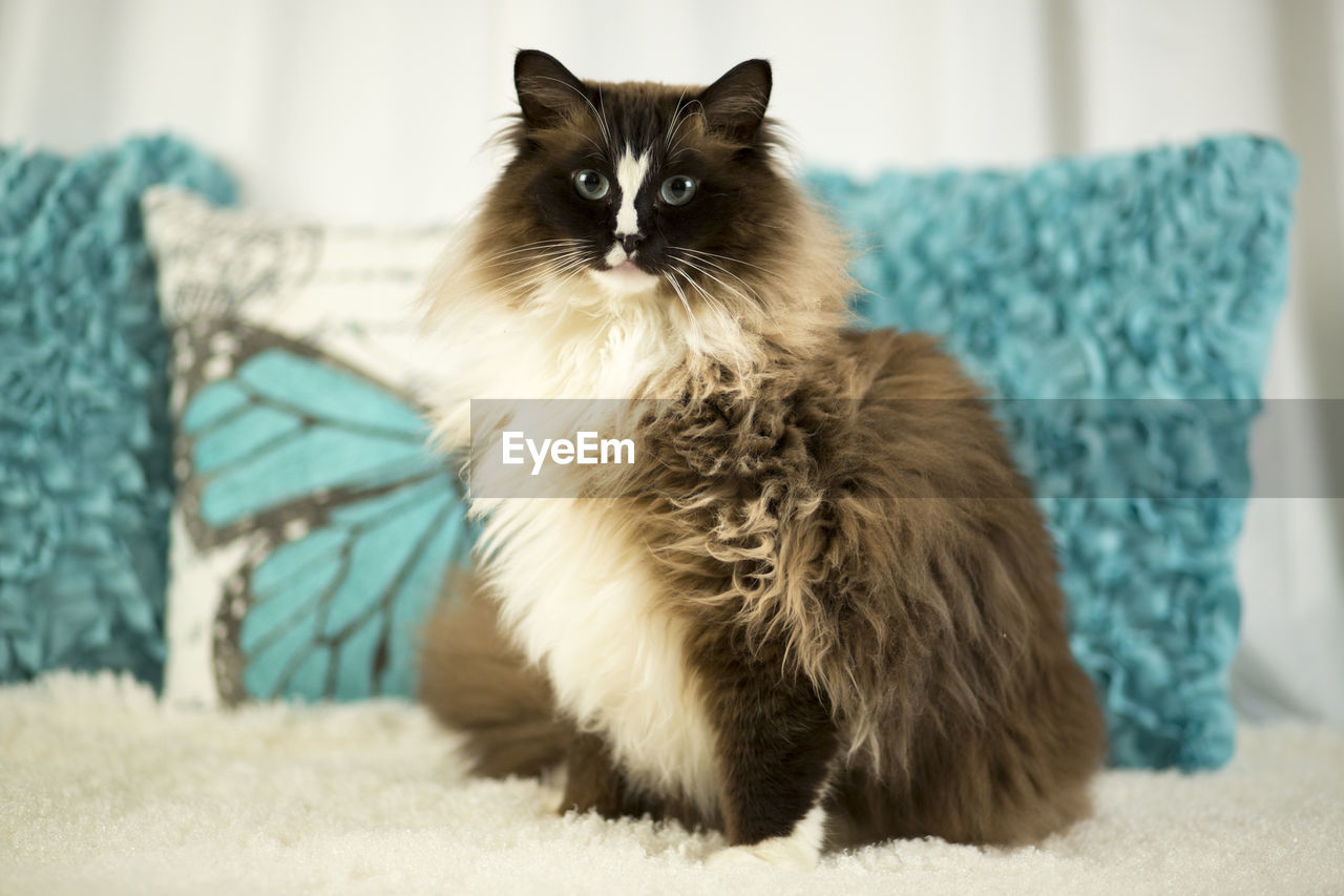 PORTRAIT OF CAT SITTING ON FLOOR AT HOME