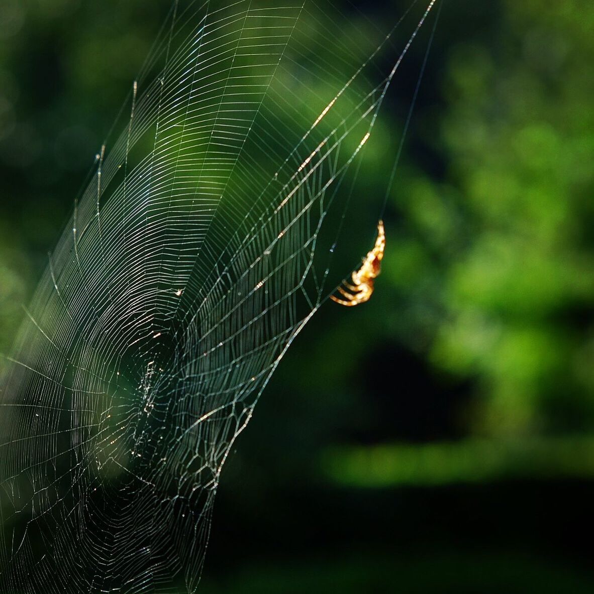 CLOSE-UP OF SPIDER WEB AGAINST BLURRED BACKGROUND