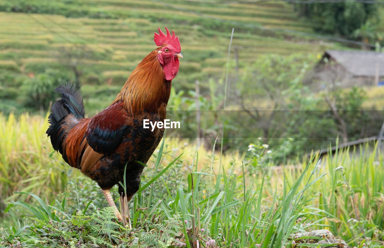 Close-up of rooster on grass