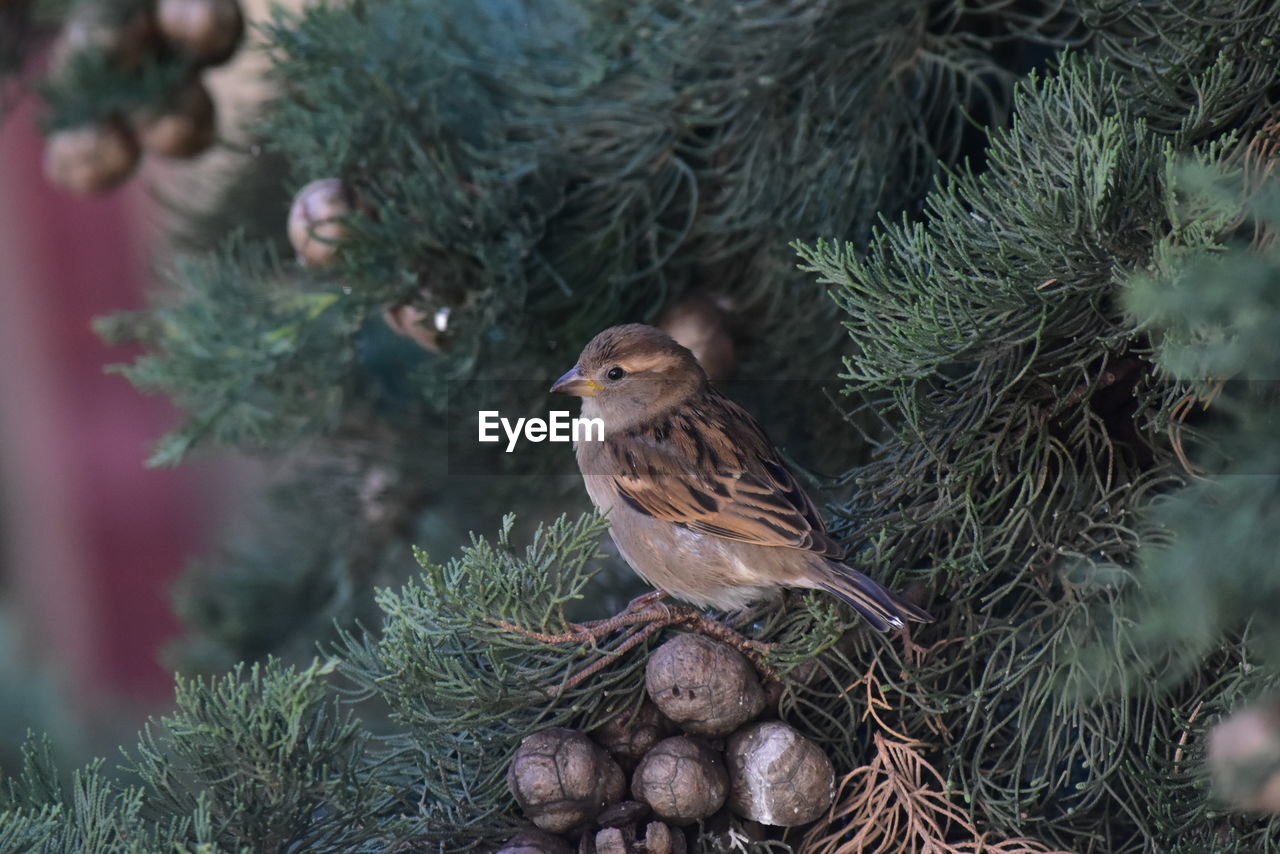 Sparrow in cypress tree