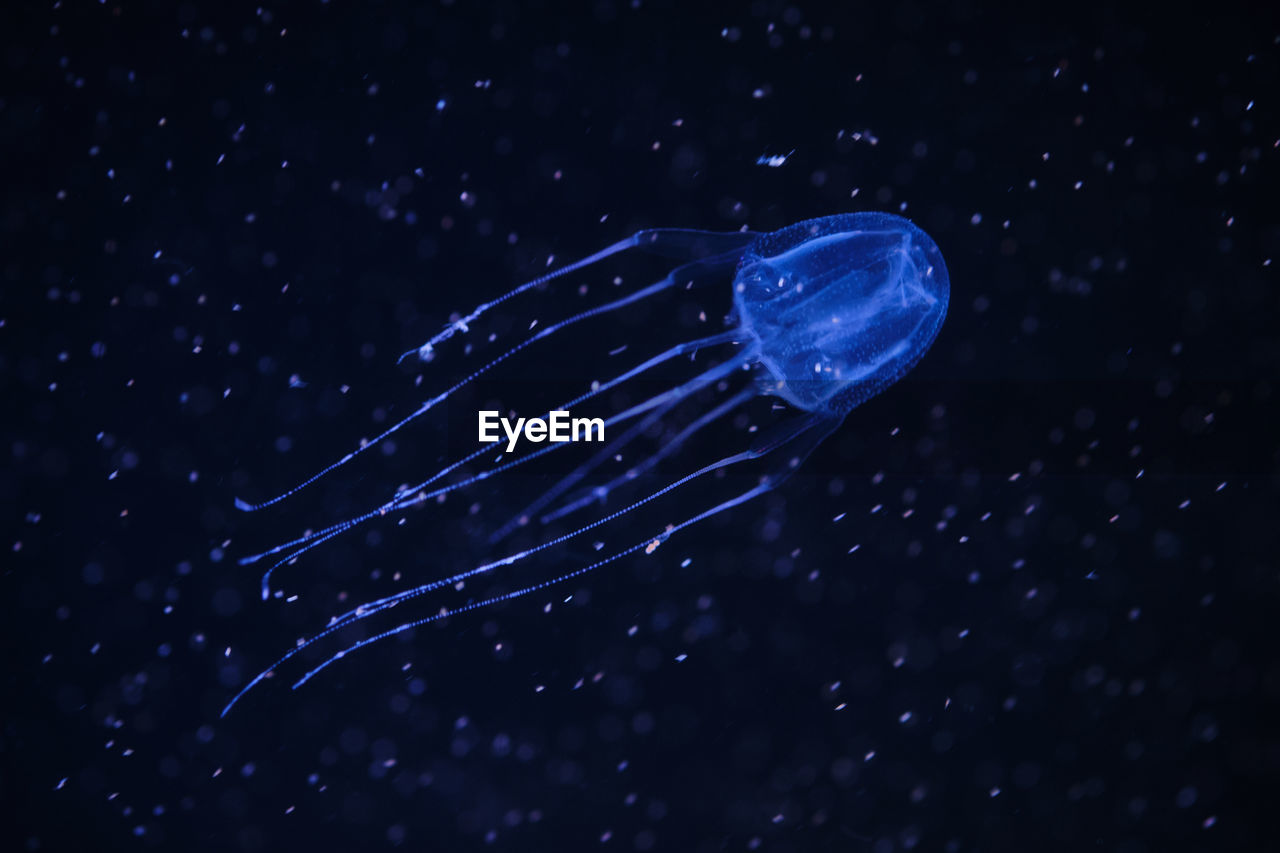 CLOSE-UP OF JELLYFISH UNDERWATER