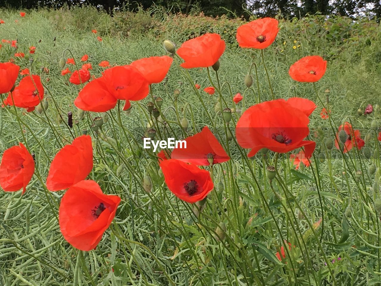 CLOSE-UP OF RED POPPY FLOWERS IN FIELD