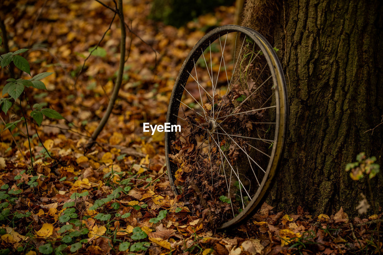 autumn, leaf, wheel, forest, nature, transportation, plant part, land, no people, tree, woodland, bicycle, green, soil, sunlight, plant, day, vehicle, natural environment, outdoors, mode of transportation, field, land vehicle, tire, dry, abandoned, metal, bicycle wheel