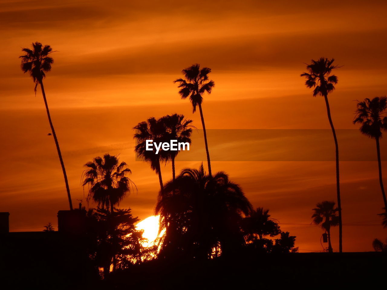 low angle view of palm trees against sky during sunset