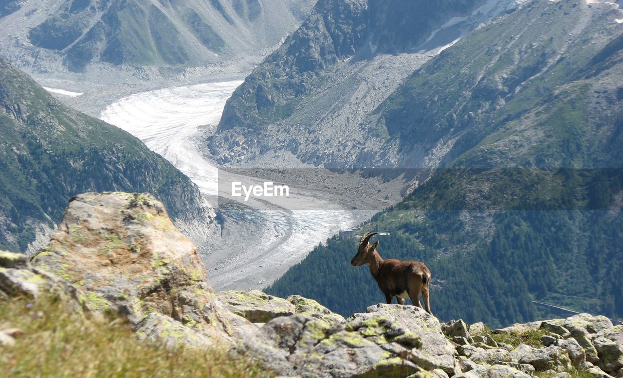 Goat standing on mountains