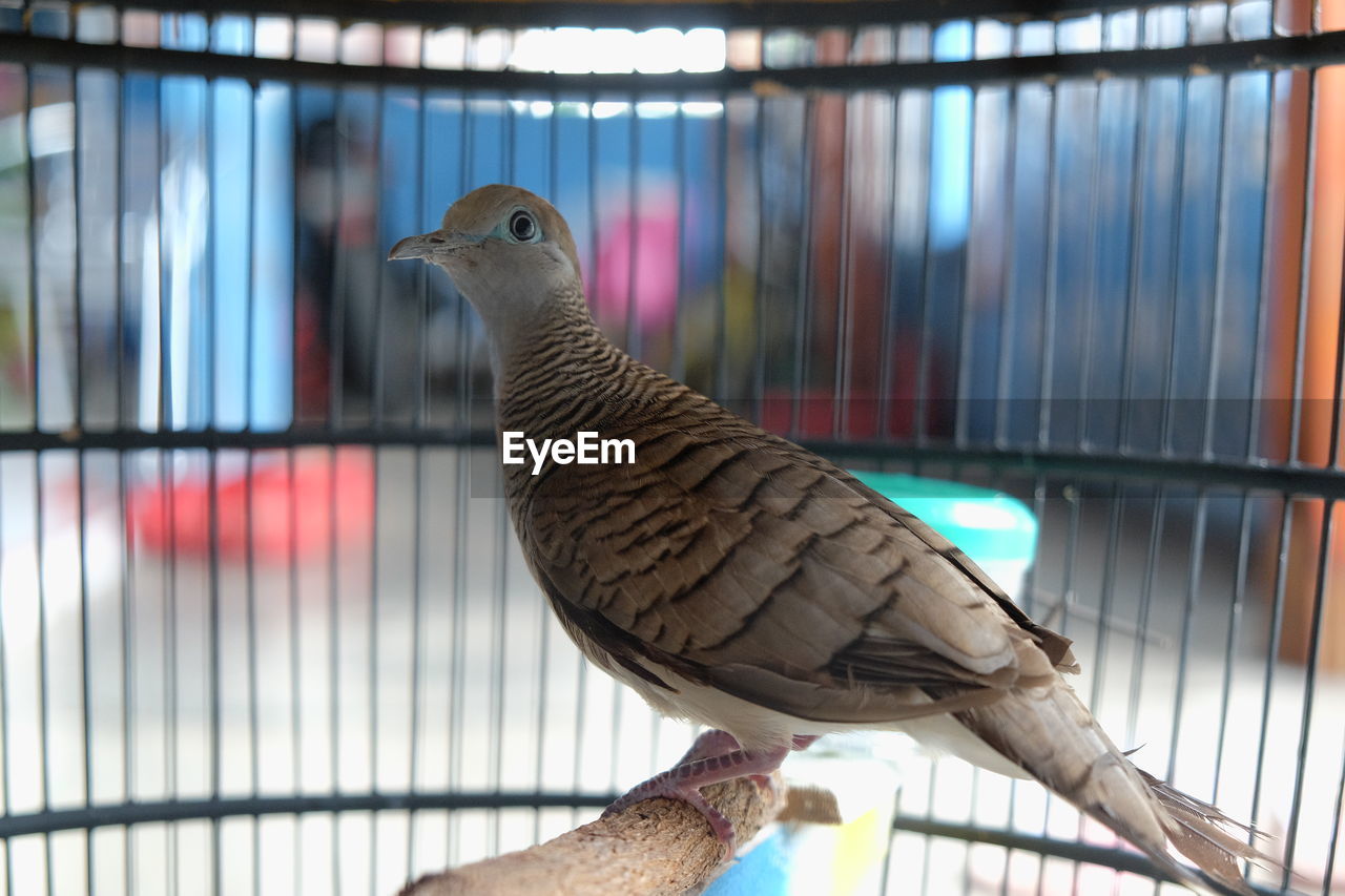 Close-up of zebra dove in cage