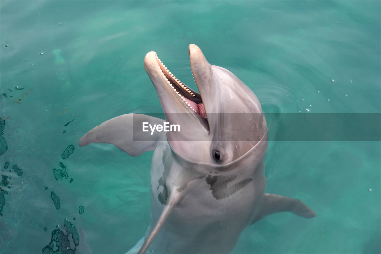 High angle view of smiling dolphin swimming in the ocean