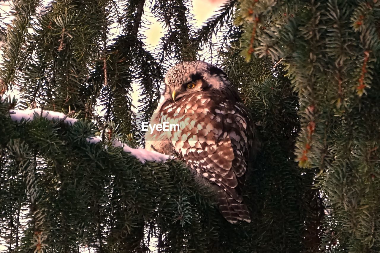 LOW ANGLE VIEW OF OWL PERCHING ON BRANCH