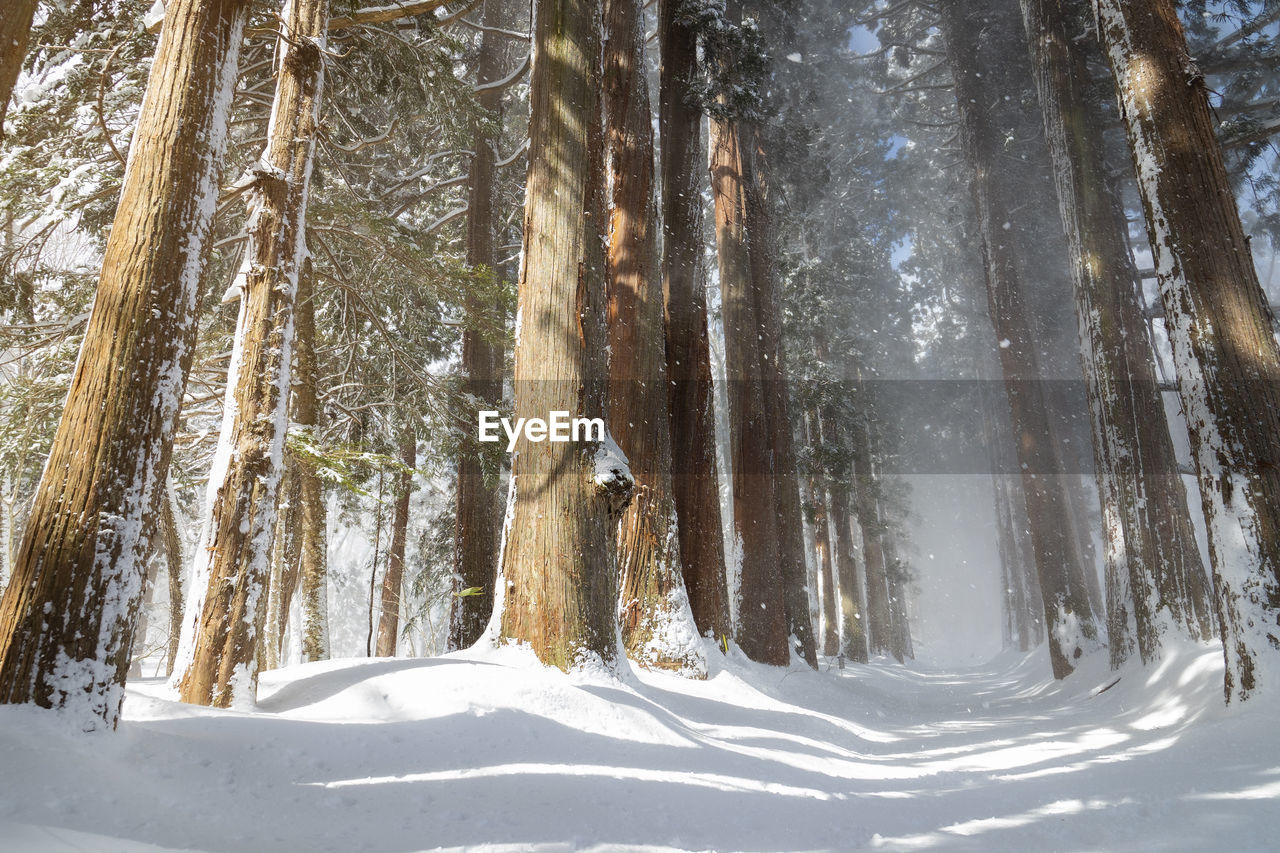 PANORAMIC VIEW OF SNOW COVERED LAND