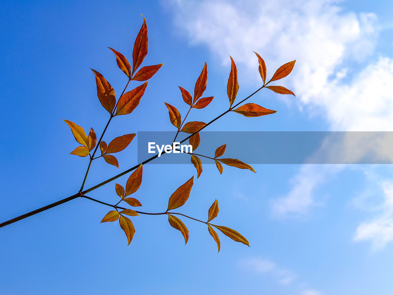 LOW ANGLE VIEW OF AUTUMN LEAVES AGAINST SKY