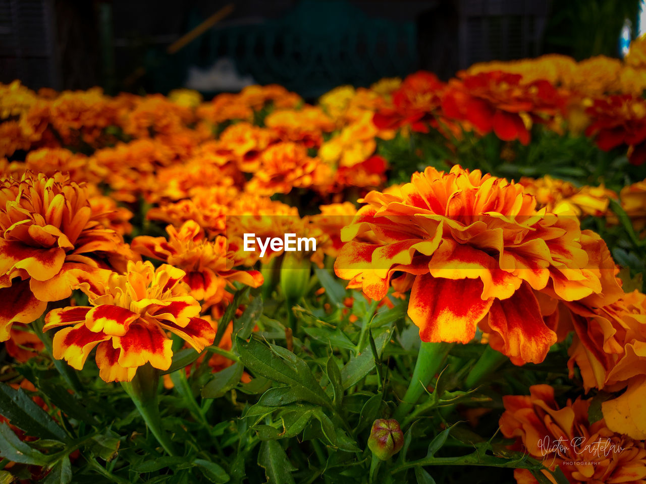 flower, flowering plant, plant, freshness, beauty in nature, fragility, growth, nature, yellow, autumn, petal, flower head, close-up, orange color, inflorescence, leaf, no people, plant part, focus on foreground, day, marigold, outdoors, botany, multi colored