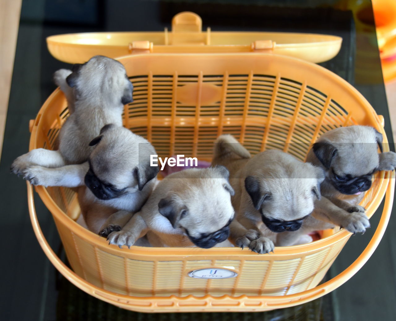 DOGS SLEEPING IN A BASKET