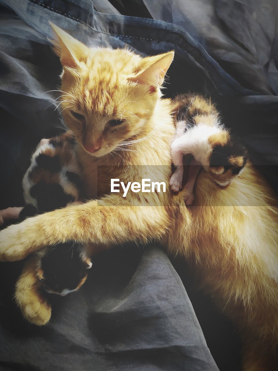 HIGH ANGLE VIEW OF CATS RELAXING IN HOME