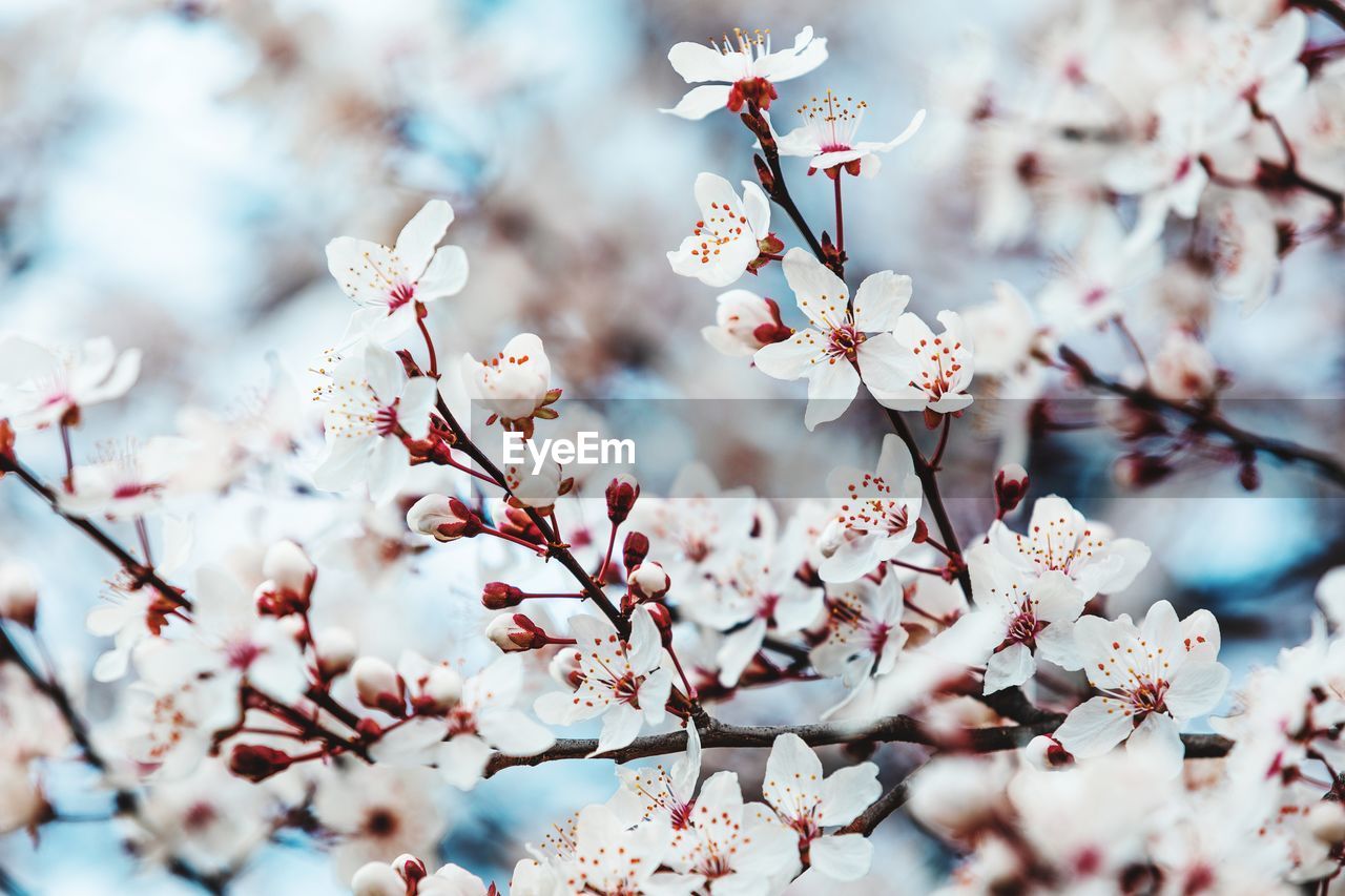 Close-up of cherry blossoms in spring