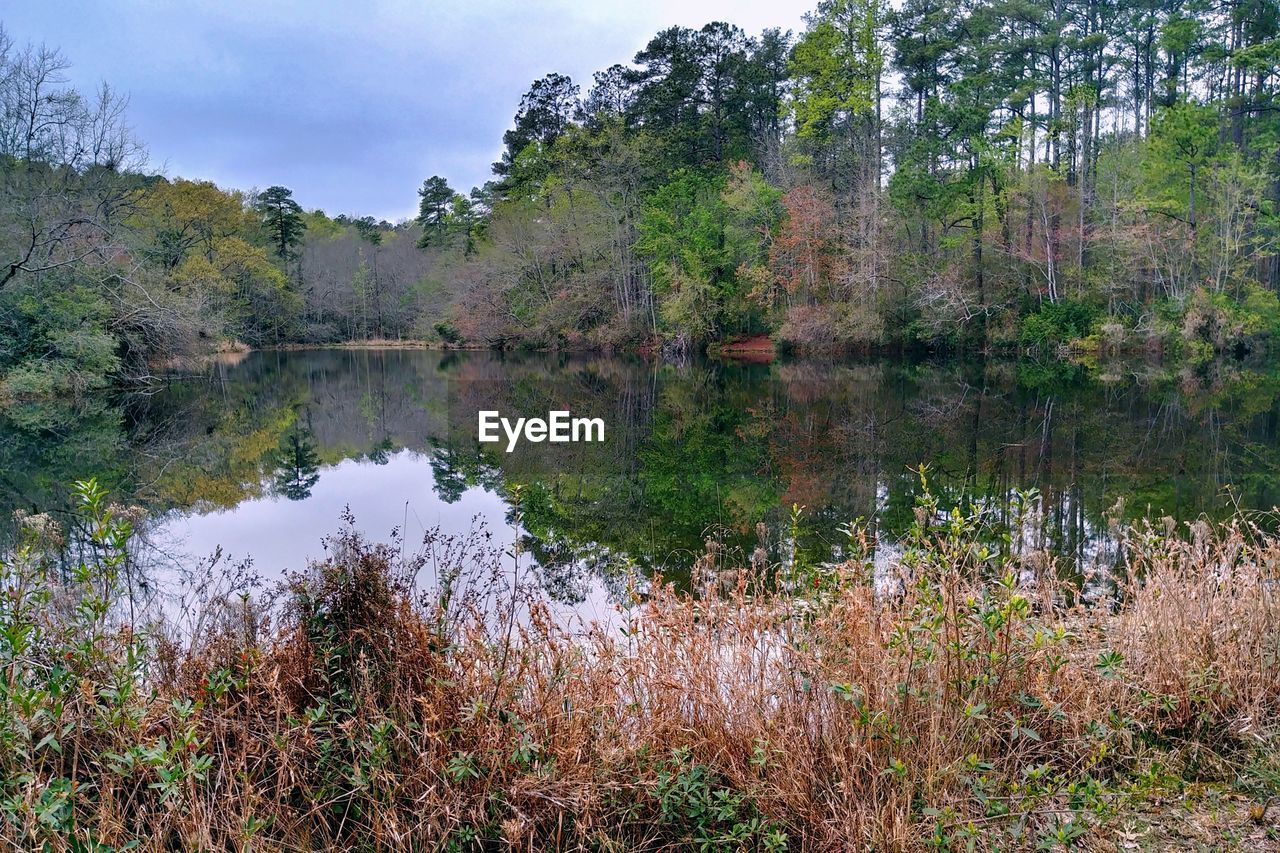 Scenic view of lake in forest against sky