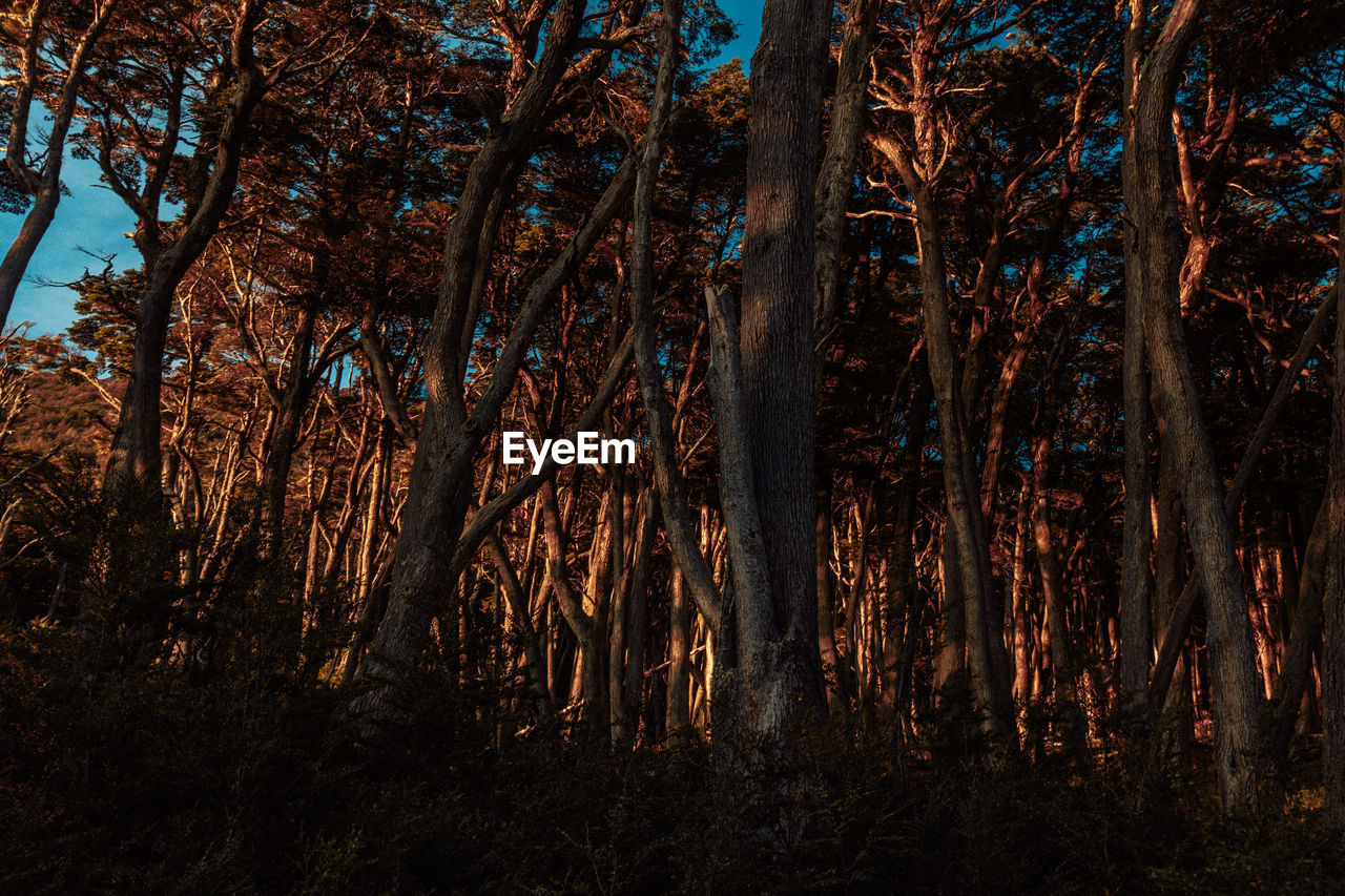 Trees in forest