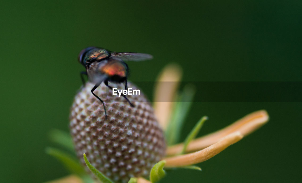 CLOSE-UP OF INSECT ON PLANT