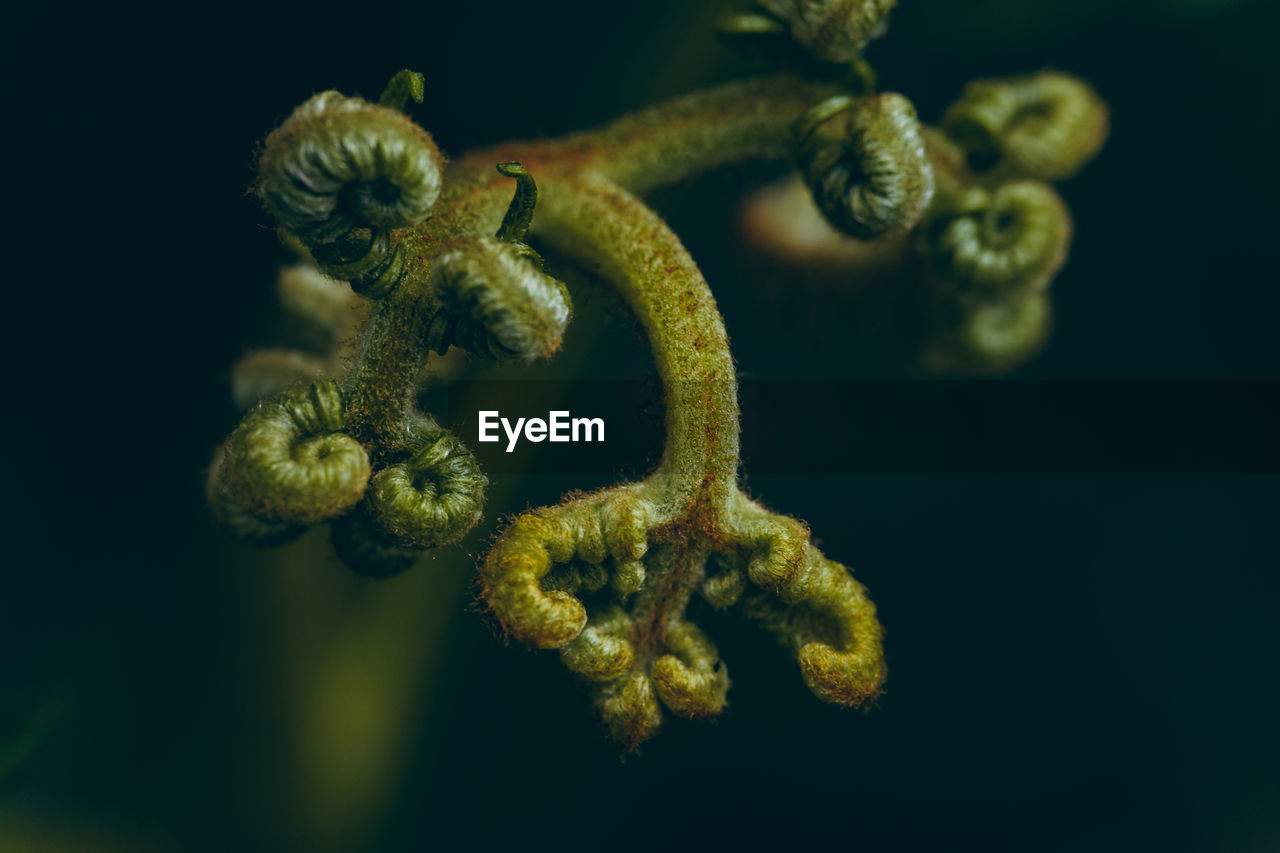 Macro details of curling fern tips