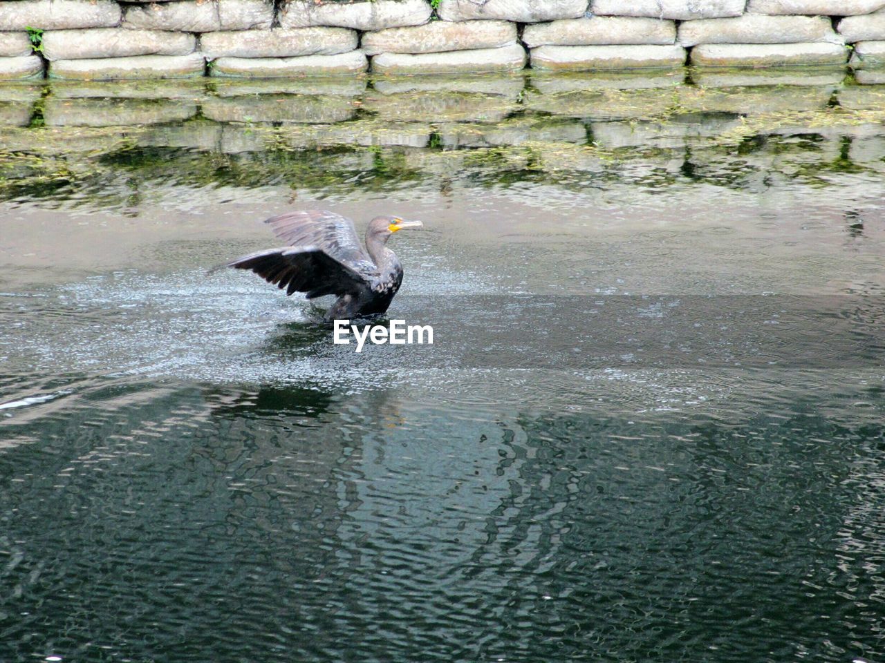 Cormorant taking off from lake