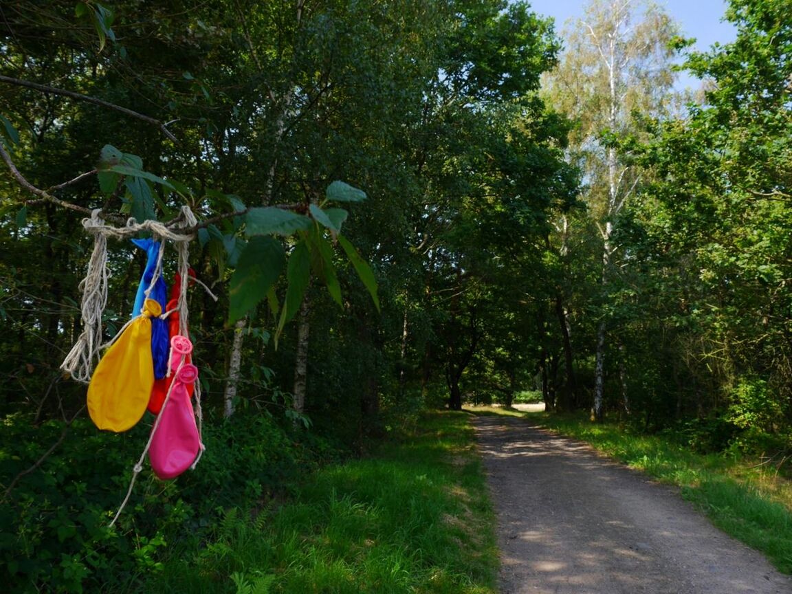 VIEW OF TREES AND EMPTY ROAD