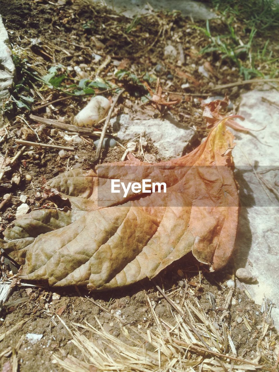 CLOSE-UP OF DRY LEAVES ON GROUND