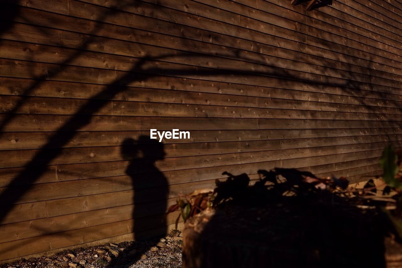 Shadow of woman and tree on wooden wall