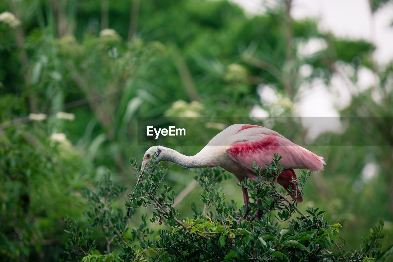 Side view of roseate spoonbill perching on branch in forest