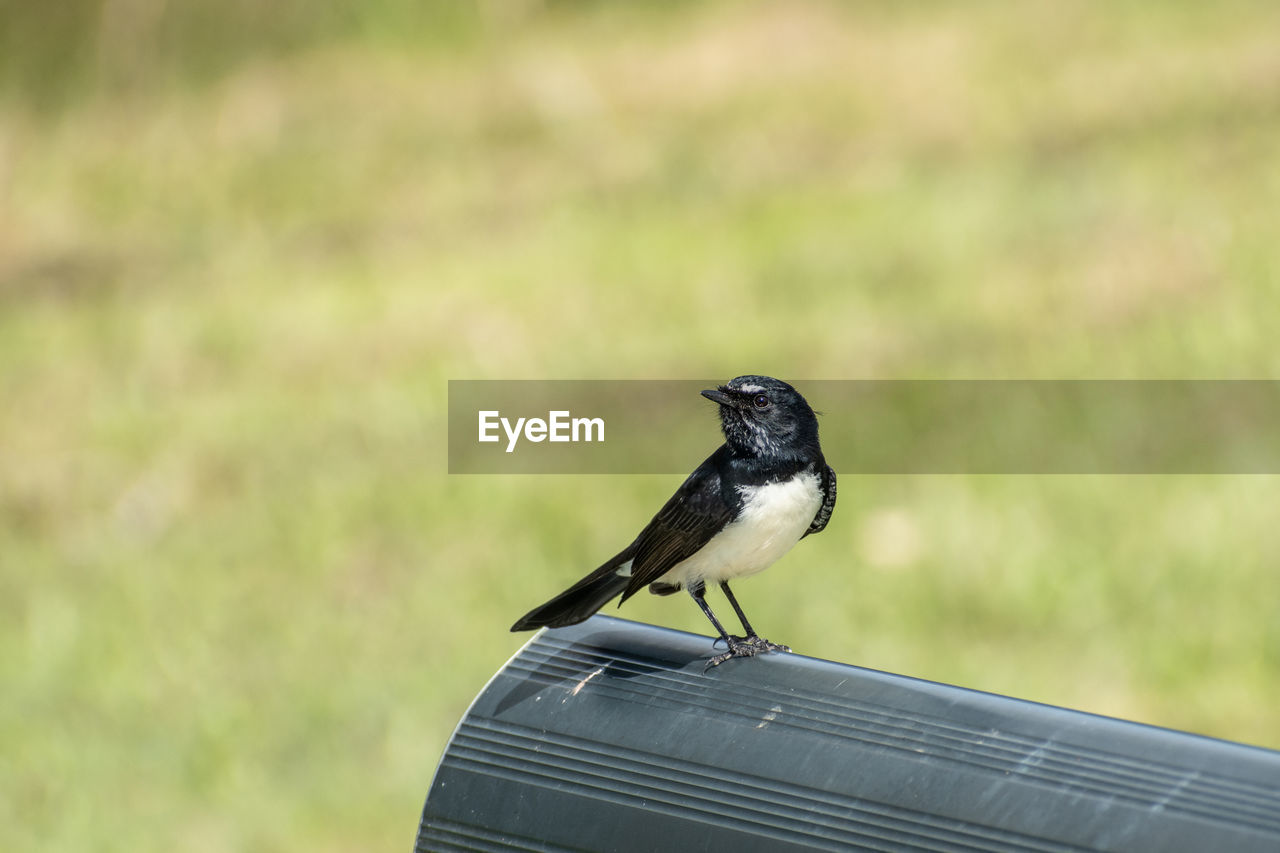 Close-up of a willie wagtail rhipidura leucophrys perched on a park bench in brisbane, australia