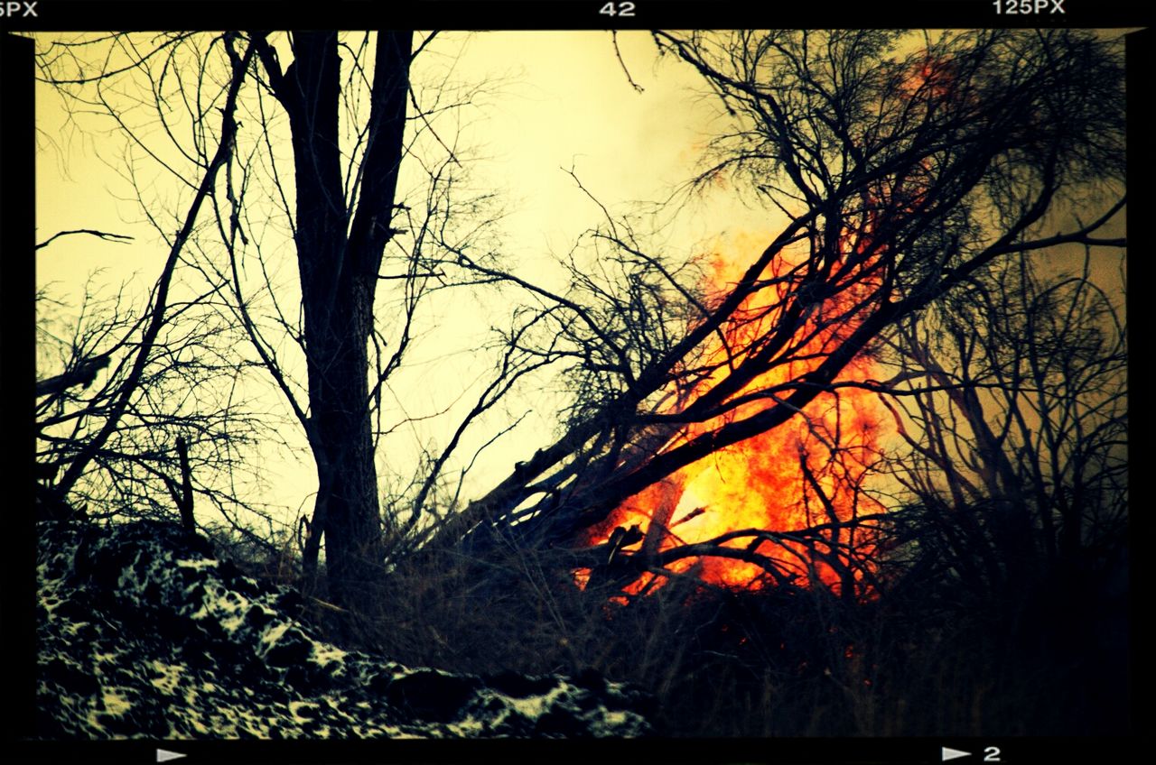 Fire in forest