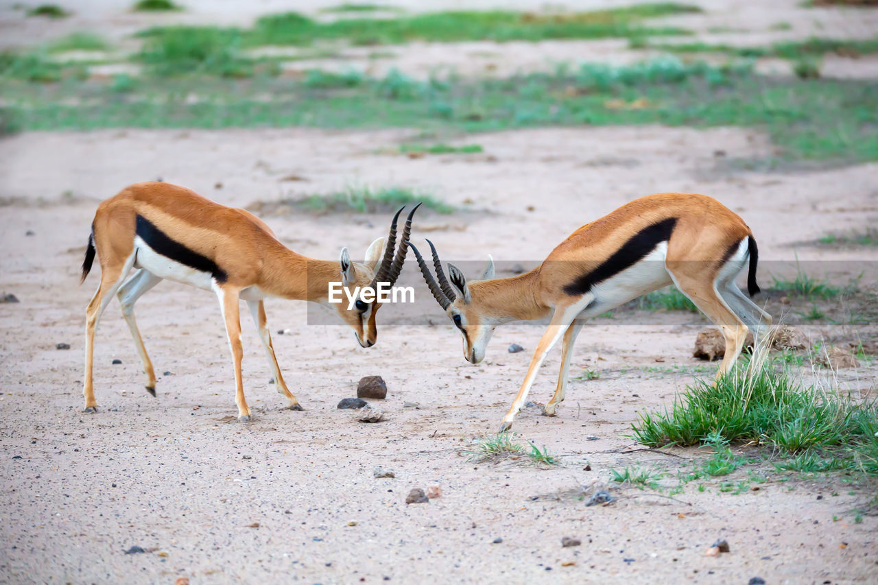 Two thomsons gazelle are fighting in the savannah of kenya