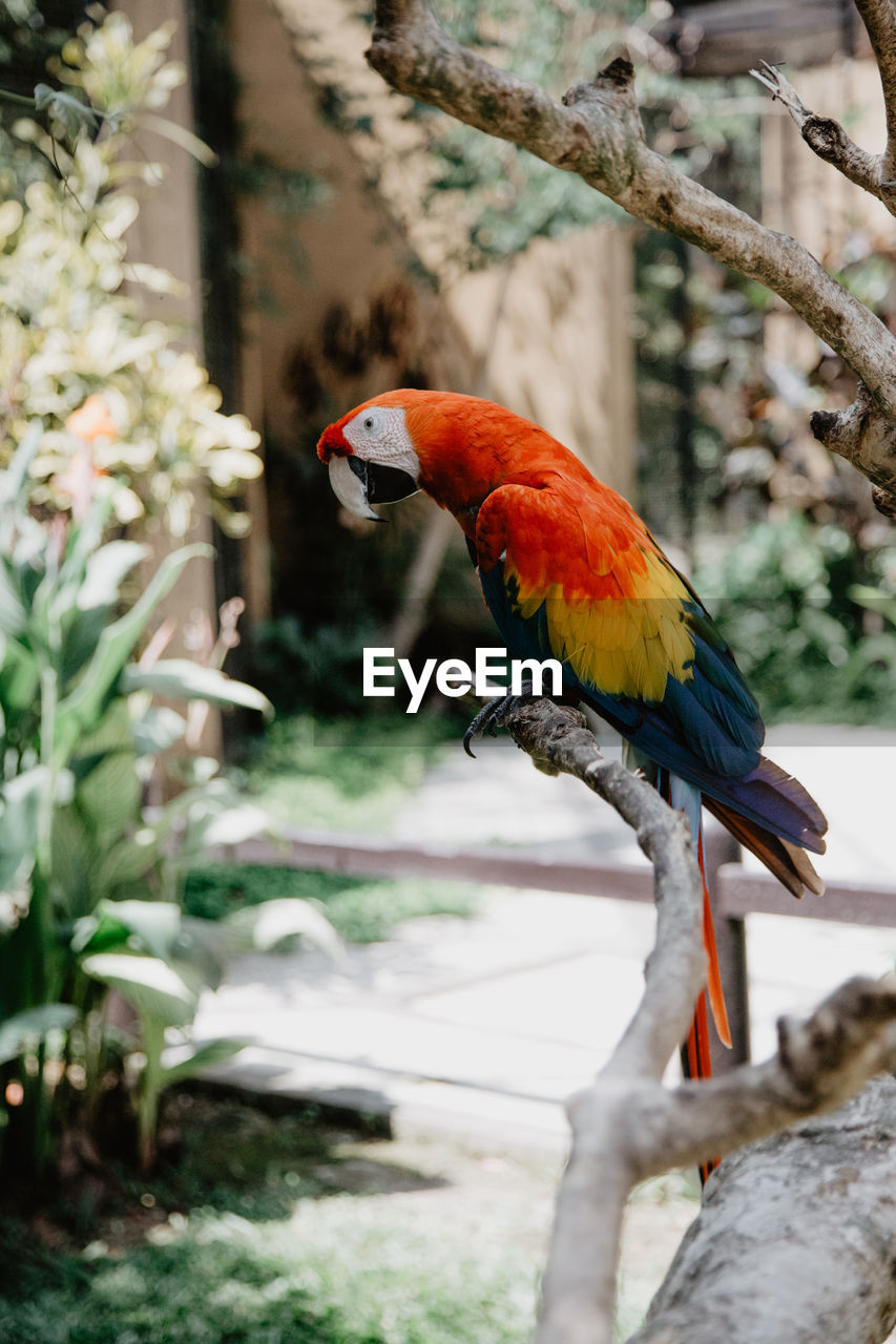 BIRD PERCHING ON BRANCH