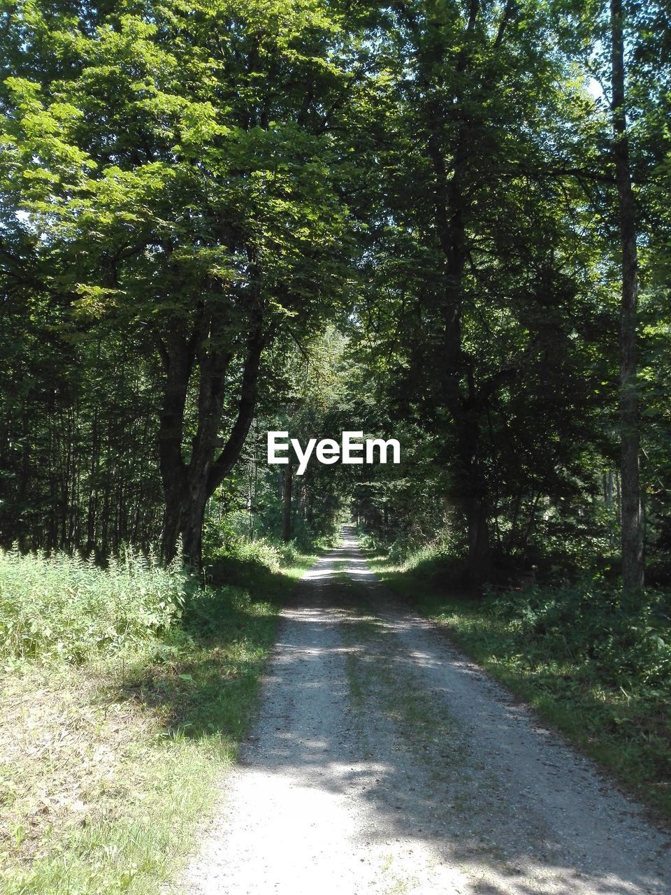 Road amidst trees in forest