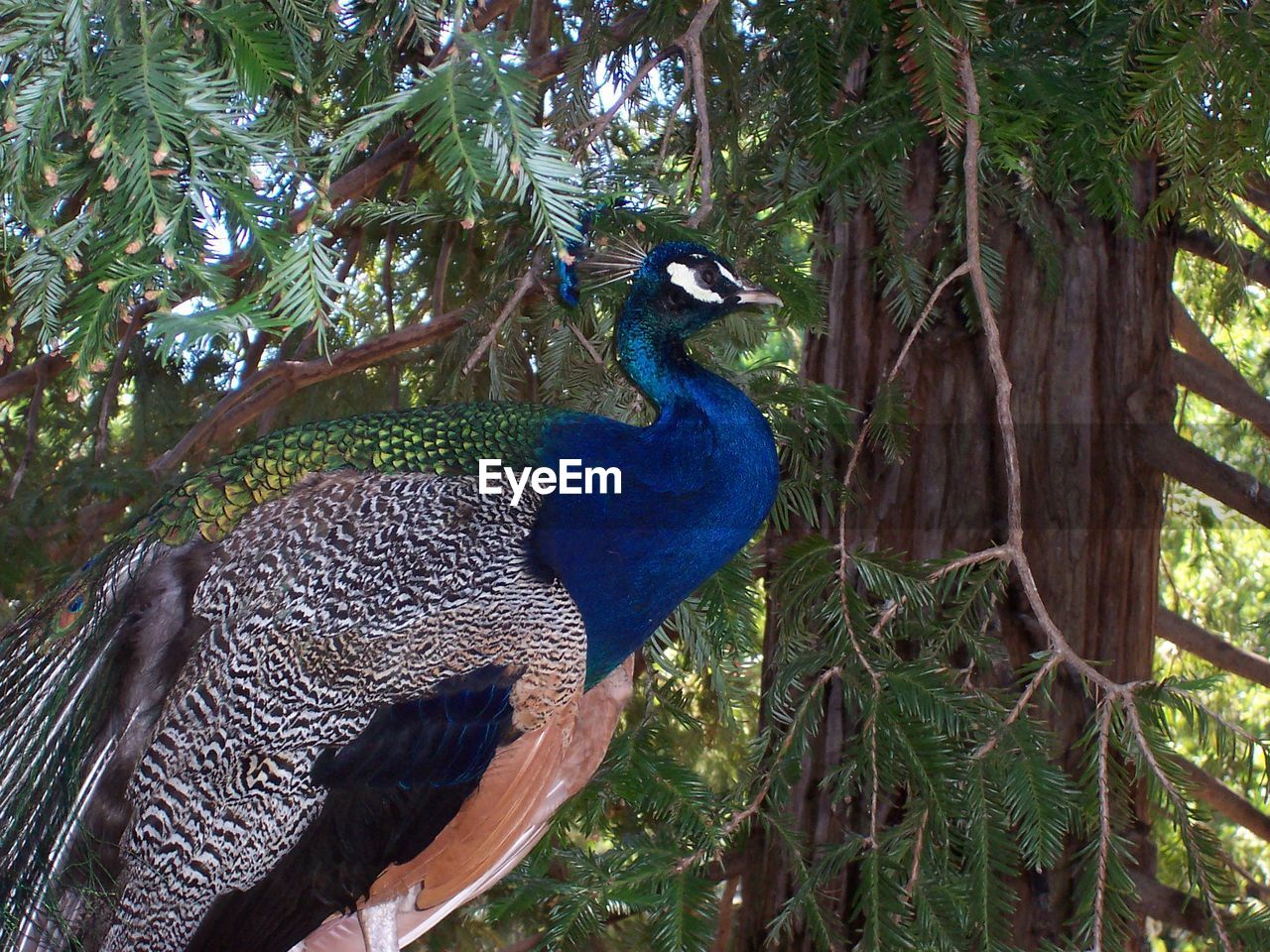 Close-up of peacock perching by tree