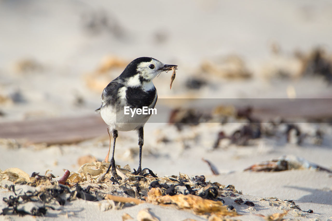 Wagtail with insect 