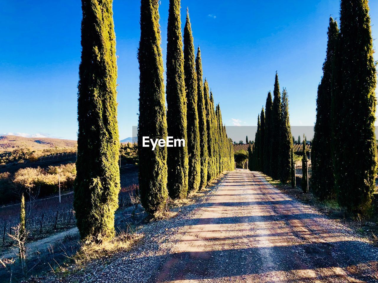 PANORAMIC SHOT OF TREES ON ROAD AGAINST SKY