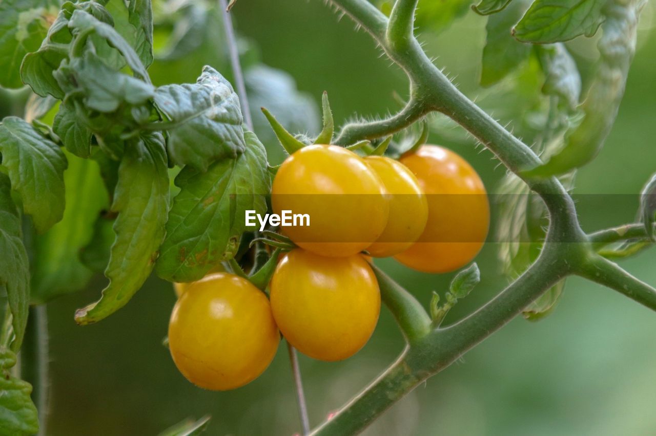 CLOSE-UP OF ORANGES ON TREE