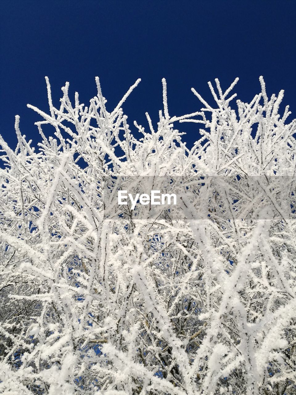 CLOSE-UP OF SNOWFLAKES ON FROZEN GRASS