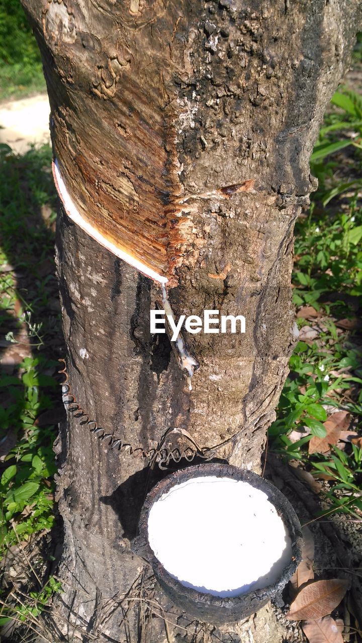 CLOSE-UP OF TREE TRUNK WITH WATER