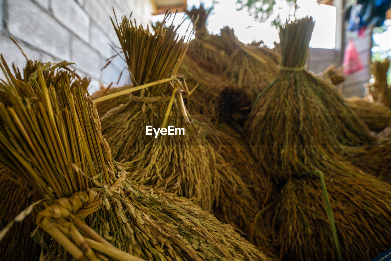 CLOSE-UP OF CORN FOR SALE IN MARKET