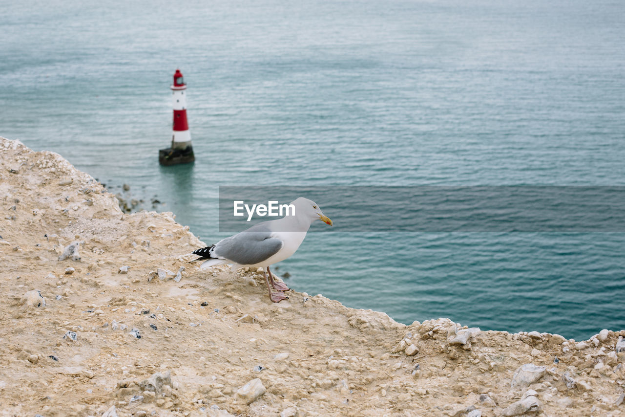 Seagull perching on rock by sea