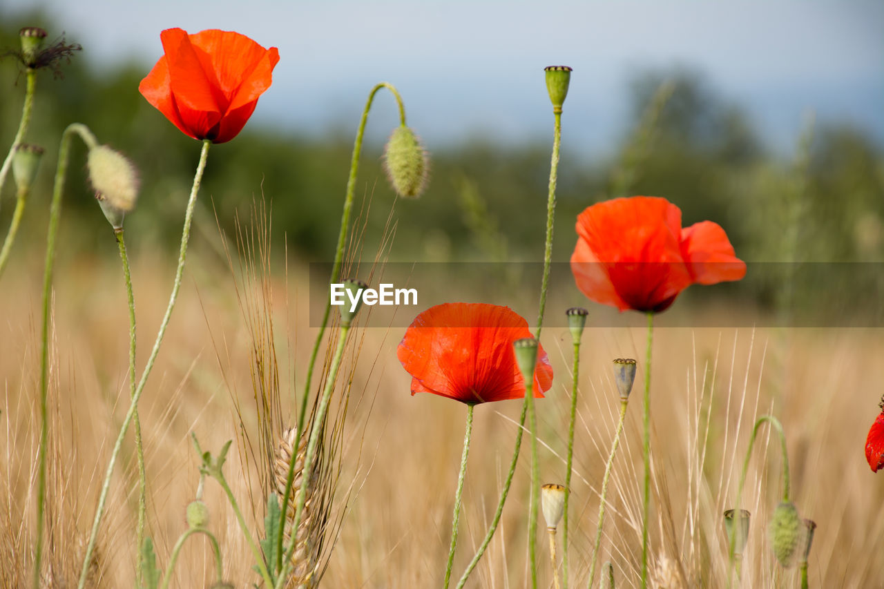 Poppies growing on field