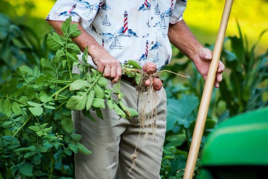 CLOSE-UP OF PLANTS